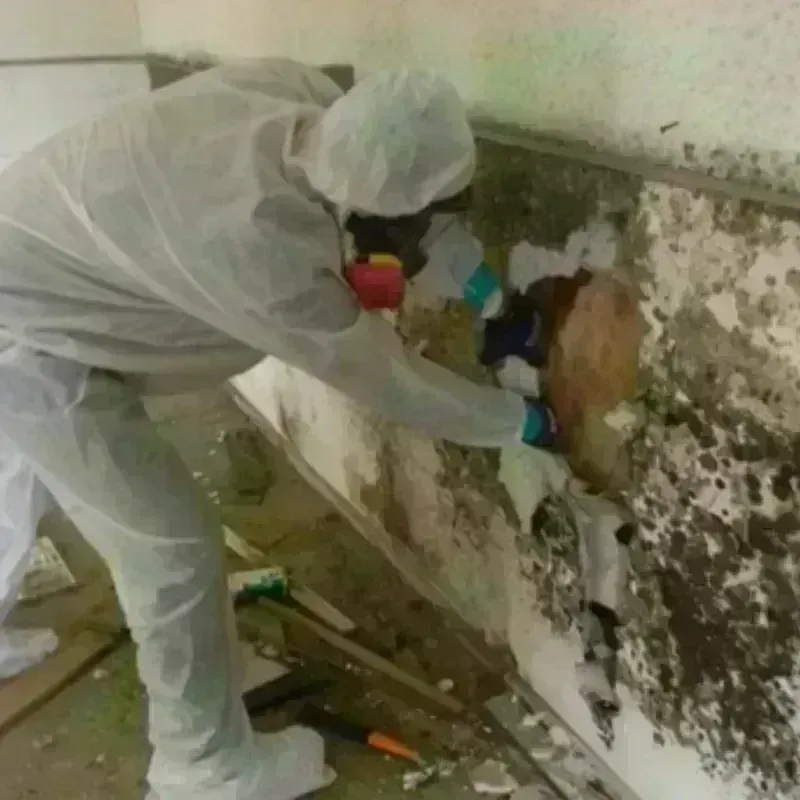 Mold Remediation and Removal in Orange Cove, CA